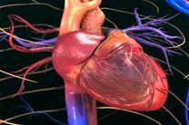 یک تست ساده خانگی برای تشخیص سلامت قلب | در ۶۰ ثانیه سلامت قلبتان‌ را بسنجید 
