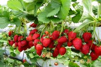 برداشت 401 تن توت فرنگی  از سوی باغداران گیلانی