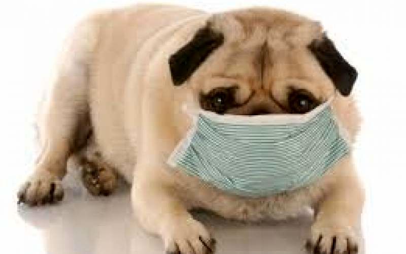 سگ ها؛  ابزار انتشار ویروس جدید کرونا