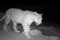 ثبت تصویر پلنگ ایرانی برای نخستین‌بار در پارک ملی قطرویه