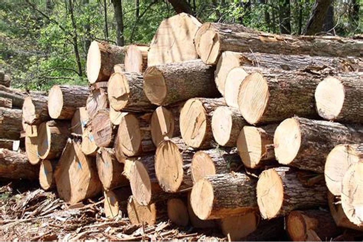 صدور مجوز حمل ۴۰۰ تن چوب در خلیل آباد