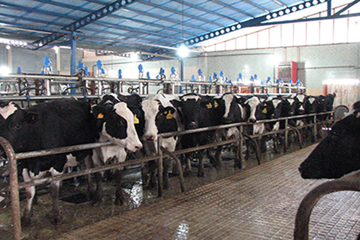 افزایش ۷ درصدی تولید شیر در واحدهای دامی استان قزوین