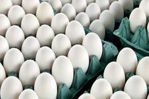 قیمت هر شانه تخم مرغ حدود ۲۰ هزار تومان تعیین شده است