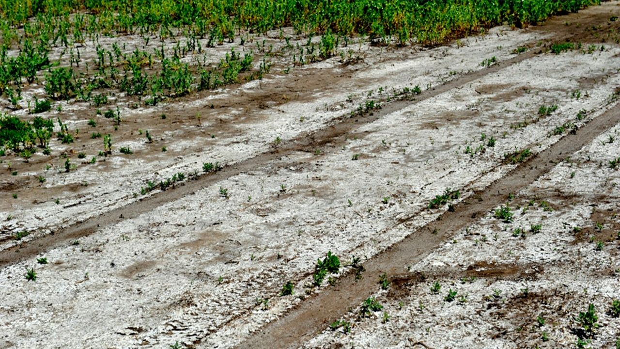 خشکسالی و کم آبی عامل شوری ۴۵ درصد خاک خراسان رضوی است