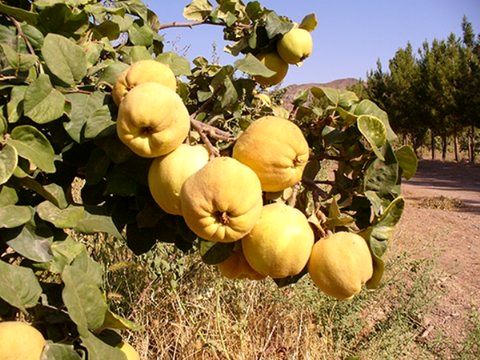 کاهش 40 درصدی تولید "به "در باغات  استان اصفهان
