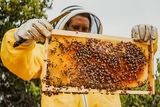 تولید ۹۷۲ تن عسل در زنبورستان‌های استان قزوین