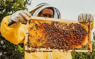 The size of Iran's annual honey export declared
