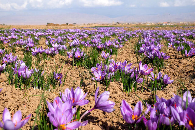 تولید ۱۷۰۰ کیلو زعفران از ۴۲۲ هکتار از اراضی در کرمانشاه