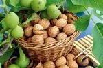 عجب‌شیر و مراغه، قطب تولید گردو در آذربایجان‌شرقی