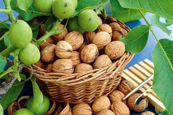 عجب‌شیر و مراغه، قطب تولید گردو در آذربایجان‌شرقی