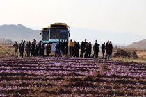 میزبانی خراسان رضوی از ۱۲ تور گردشگری زعفران داخلی و خارجی