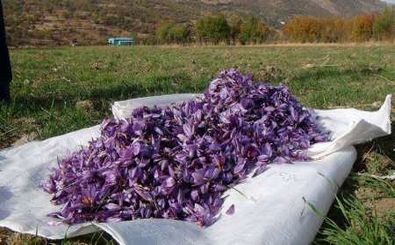 افزایش برداشت گل محمدی و زعفران در اردستان