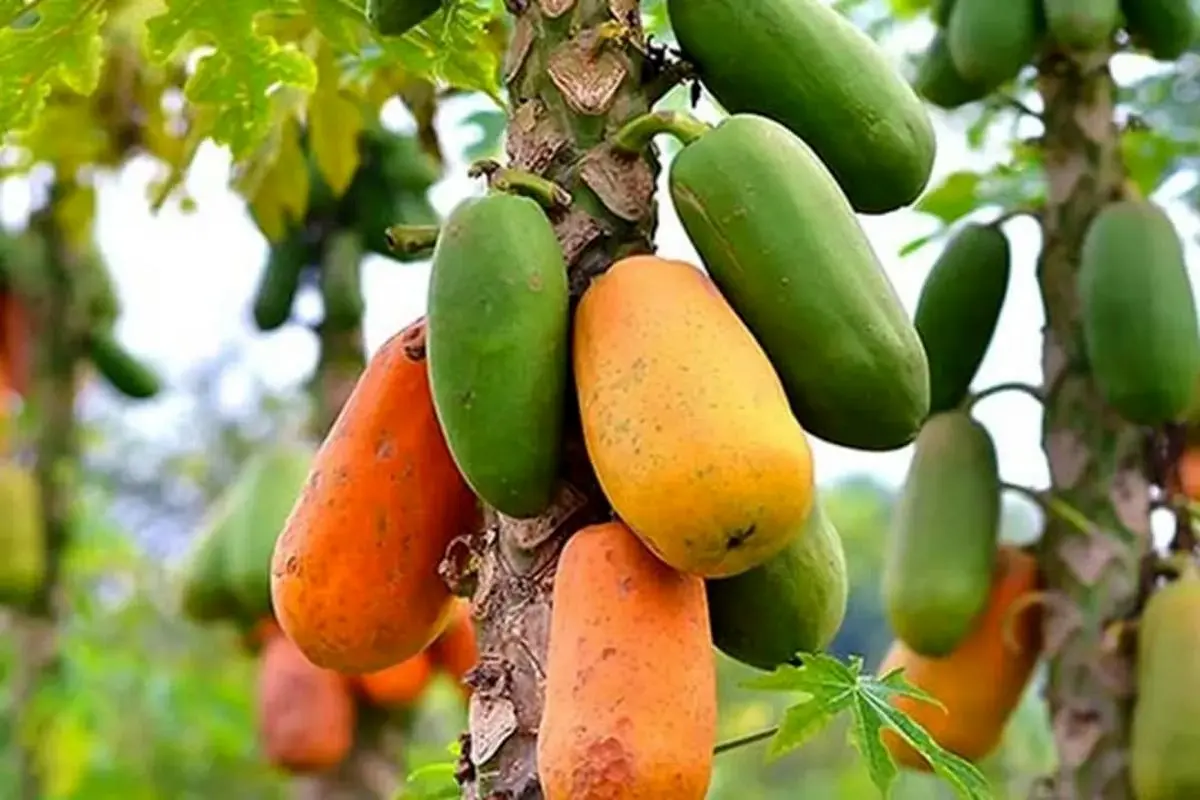 مزرعه میوههای استوایی با مشارکت اسپانیاییها در هرمزگان احداث میشود