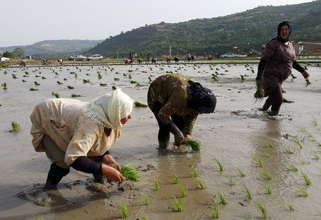 انجام خزانه‌گیری برنج در ۵ درصد اراضی شالی‌کاری فومن