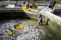 تولید ۱۸۰ تن ماهی قزل‌آلا در خمین 
