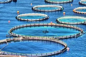 شتاب در تکثیر و نرسری ماهیان دریایی با مشارکت بخش خصوصی